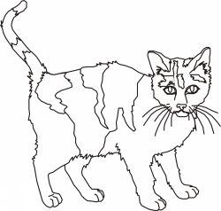 Cats 9